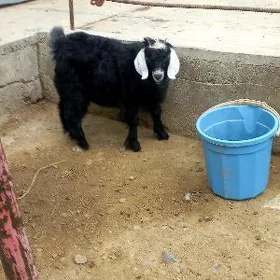 owlak geçi