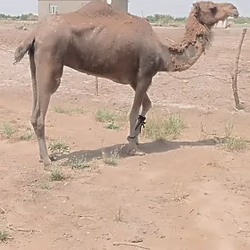 düýe