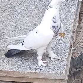 kepderi