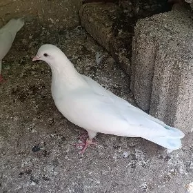 Kepderi