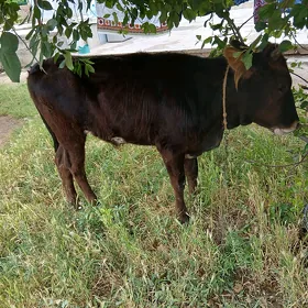 Göle