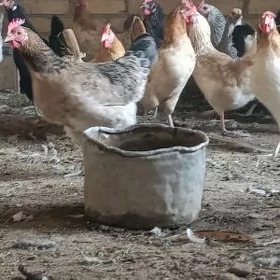 Broŷ mesni towuklar