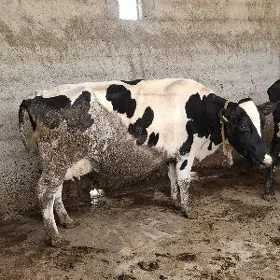 Ala sygyr