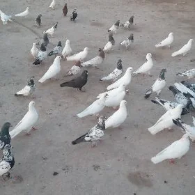 kepderi