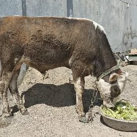 Öküz ala gibirit
