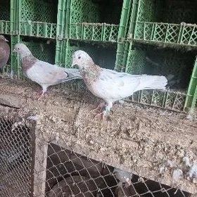 kepderi