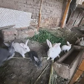 великан товшанлар