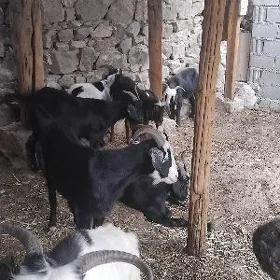 geci erkec
