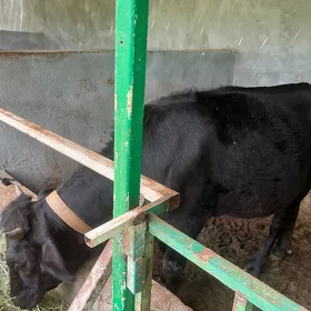 sygyr tuwe