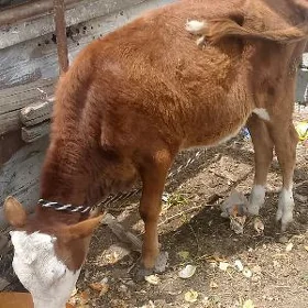 ökuz