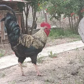JERSİ(ÖZBEK ŞASY)