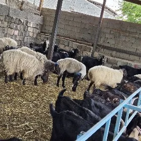 goc teke geci garakoli erkec