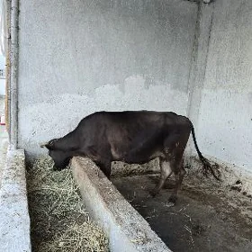 bakylan sygyr