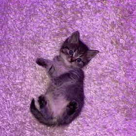 кошки