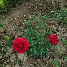 gül