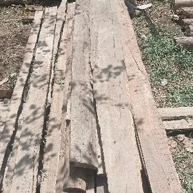 agaç tagta