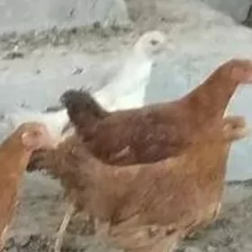 Жужа