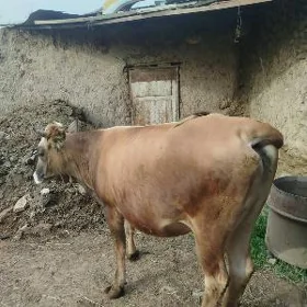gysyr sygyr