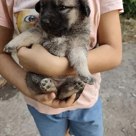 собаки