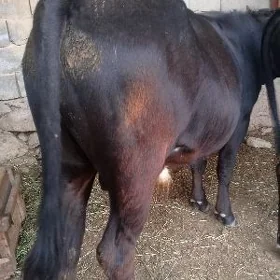 Öküz