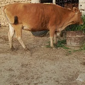 Boğaz sygyr.