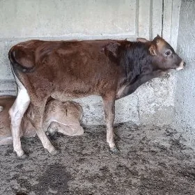 ARASSA ŞWES ÖKÜZ