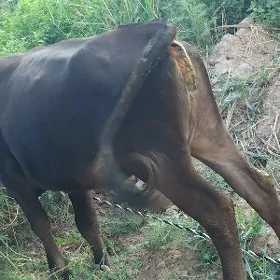 sygyr