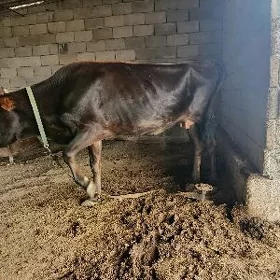 Goleli Sygyr
