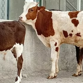 Simentl Öküz Tüwe Göle