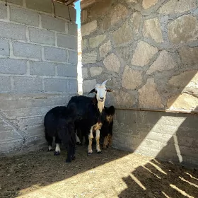 Geci, çebiş