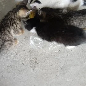 котята