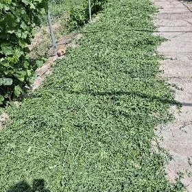 yorunja