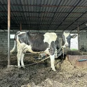 GARALA GALIŞDEÝIN BOGAZ SYGYR.