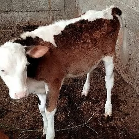 sygyr göle