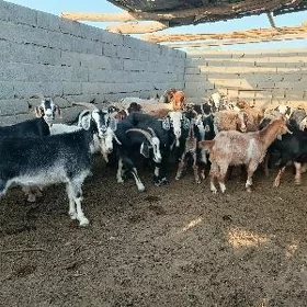 Dog Erkeçler