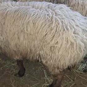 Oweç bakylan