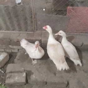 Мускус Утки