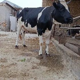yetik bogaz
