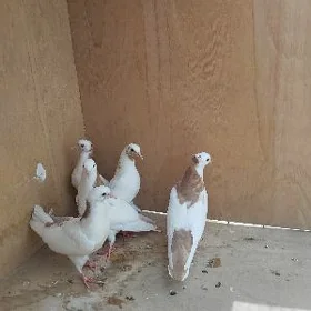 kepderi