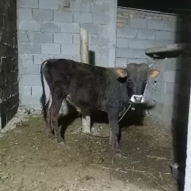 öküz
