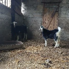 owlakly geçi