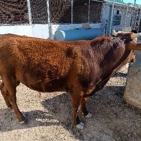 Öküz