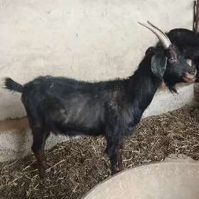 Owlakly geçi