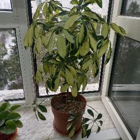 цветы