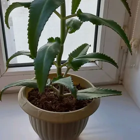 цветы