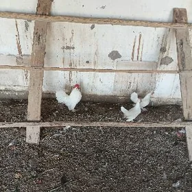 Yaponchik karlik