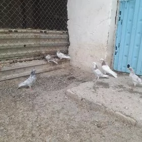kepderi