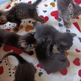 котята