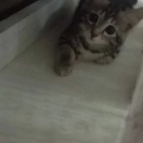 pişik