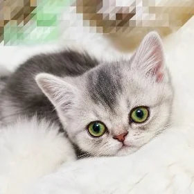 ЭЛИТНЫЙ КОТЁНОК